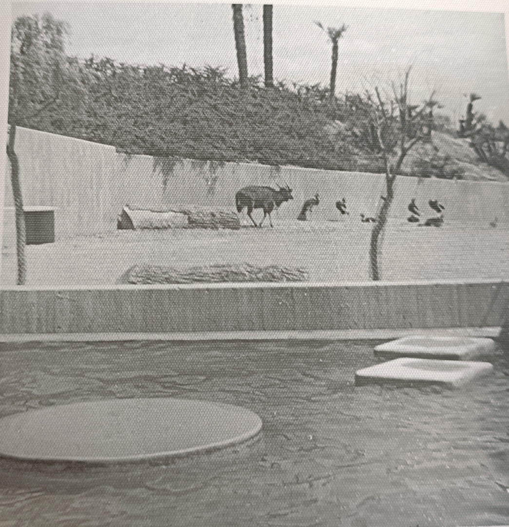 Nyala and Grey crowned crane exhibit