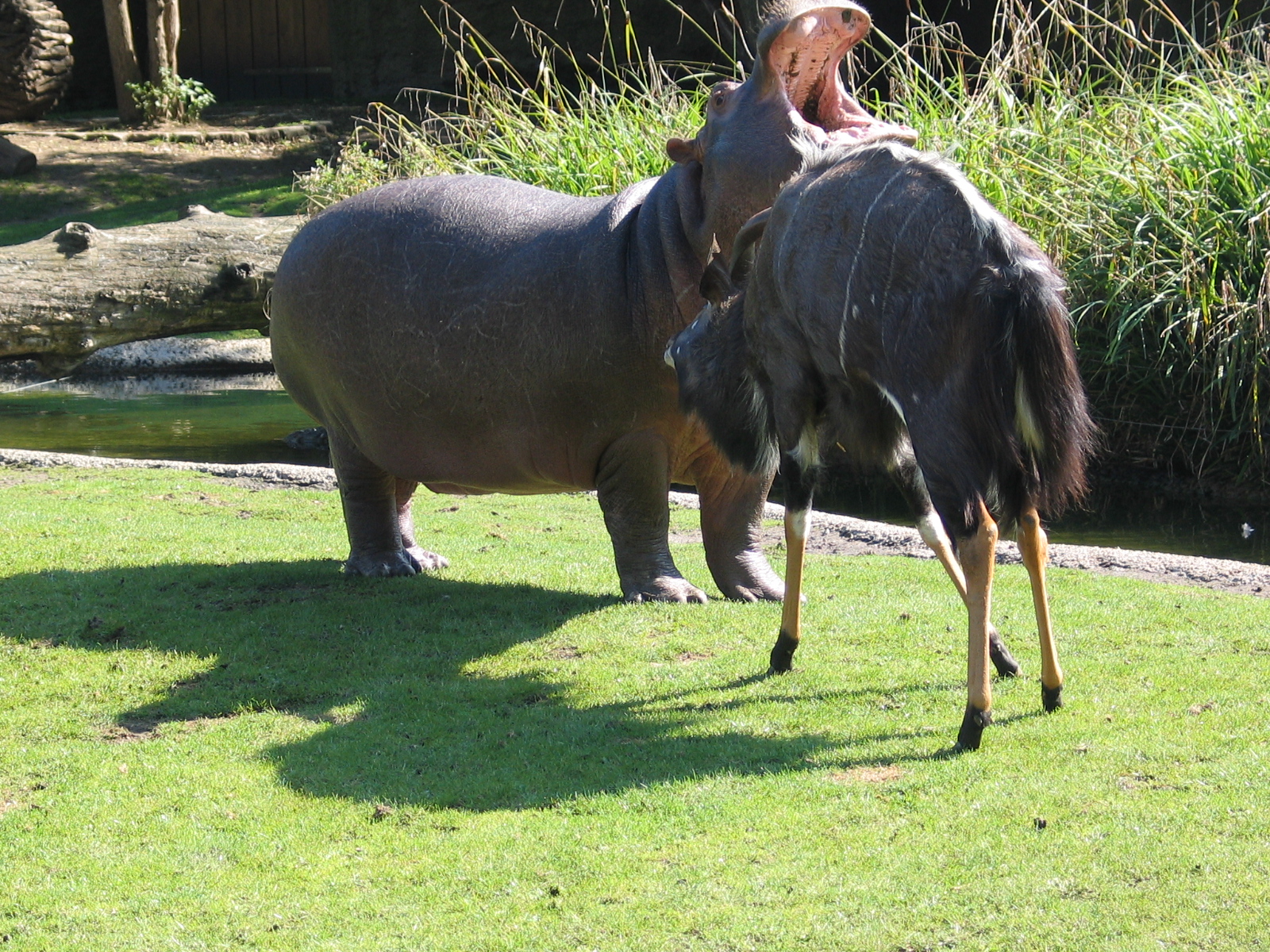 Nyala and hippo / Berlin zoo / September 2005