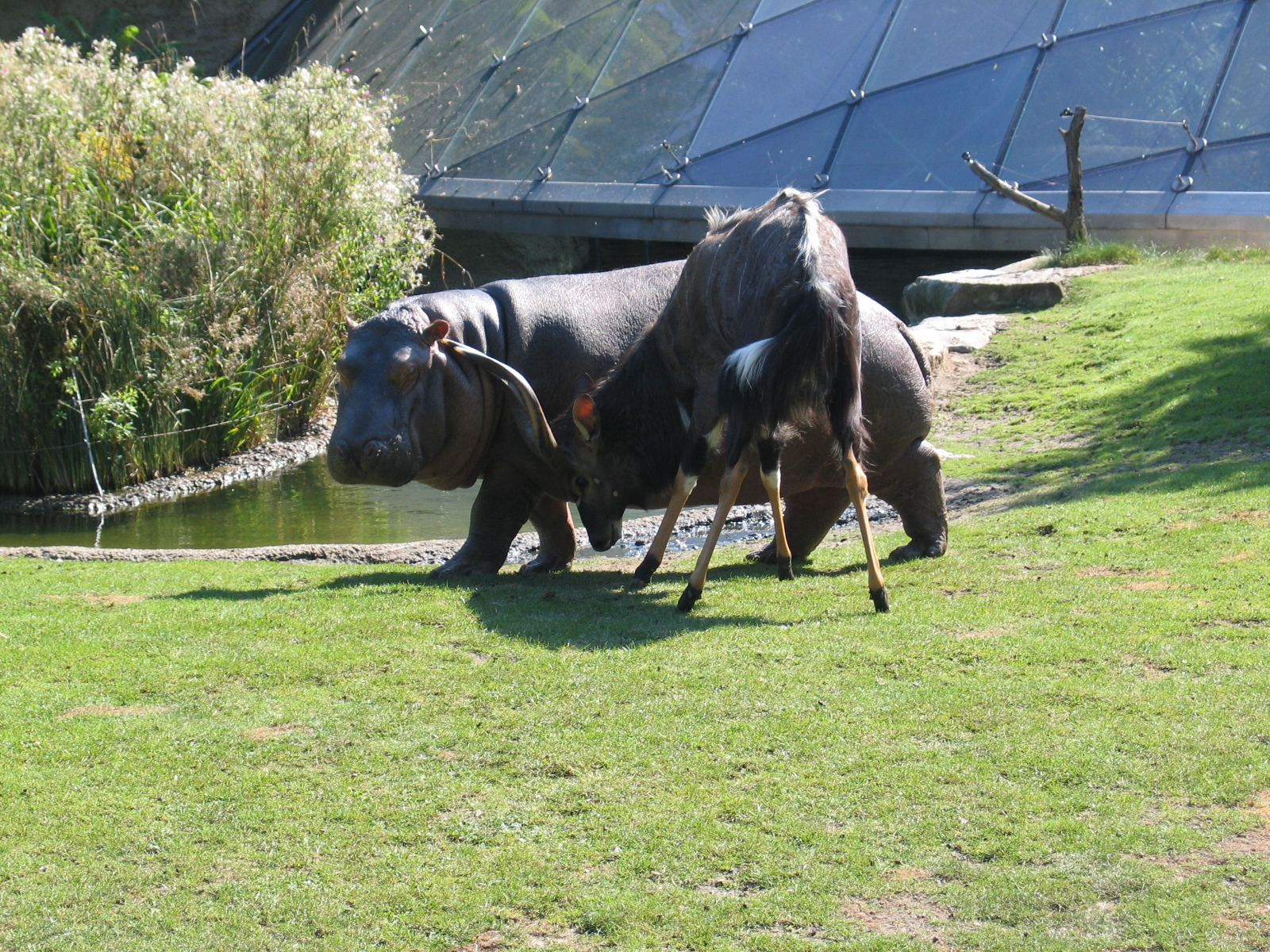 Nyala and hippo / Berlin zoo / September 2005