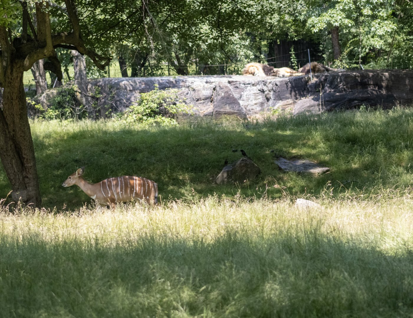 Nyala and Lions
