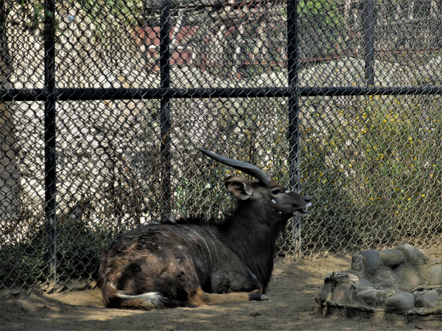Nyala antelope