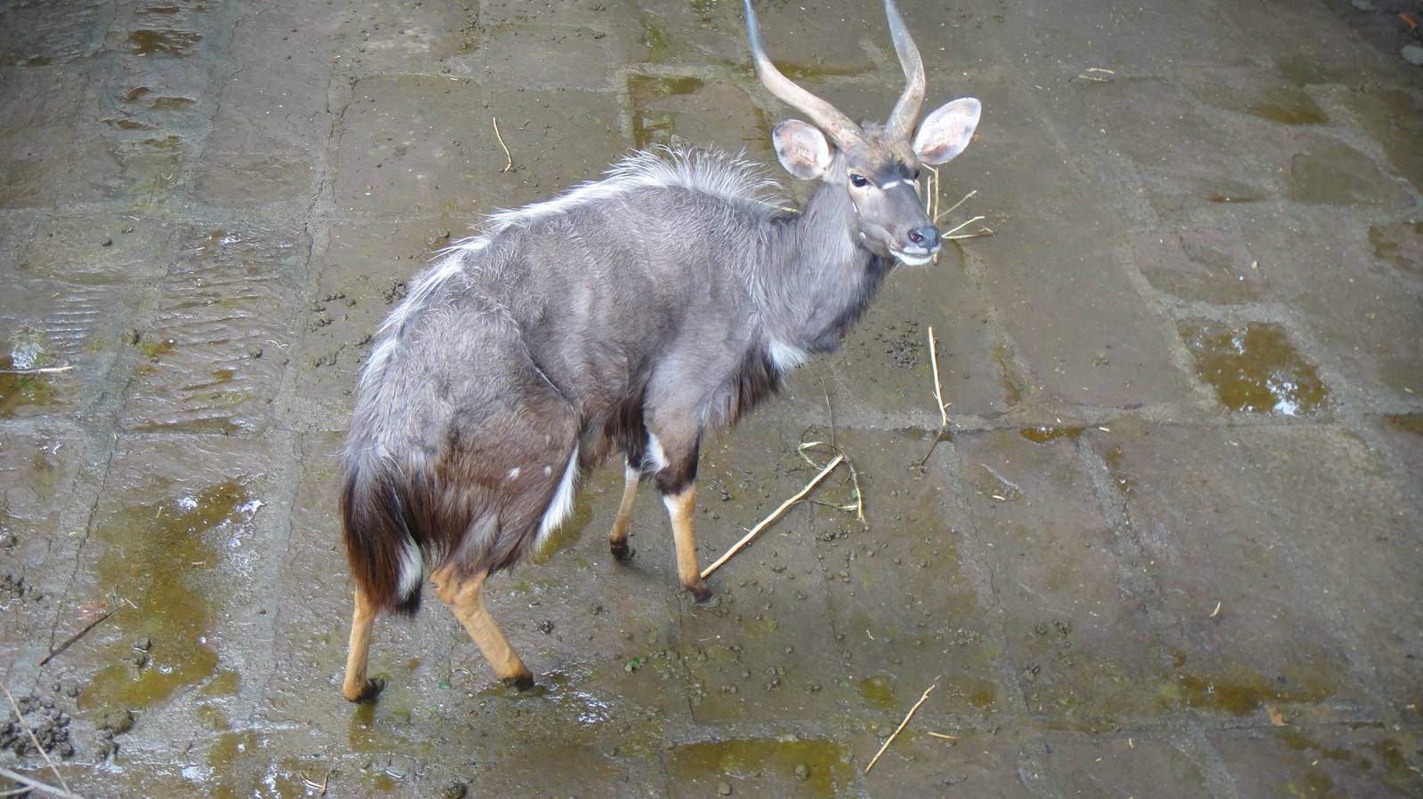 Nyala at Chengdu zoo 2012-5-11