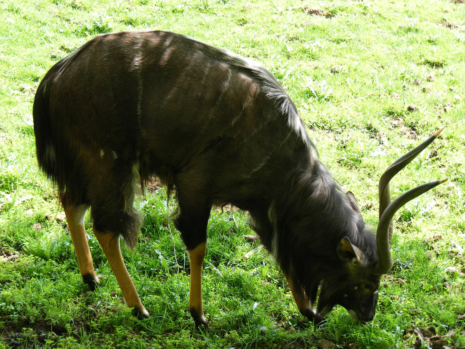 Nyala at Edinburgh Zoo, 21 May 2010