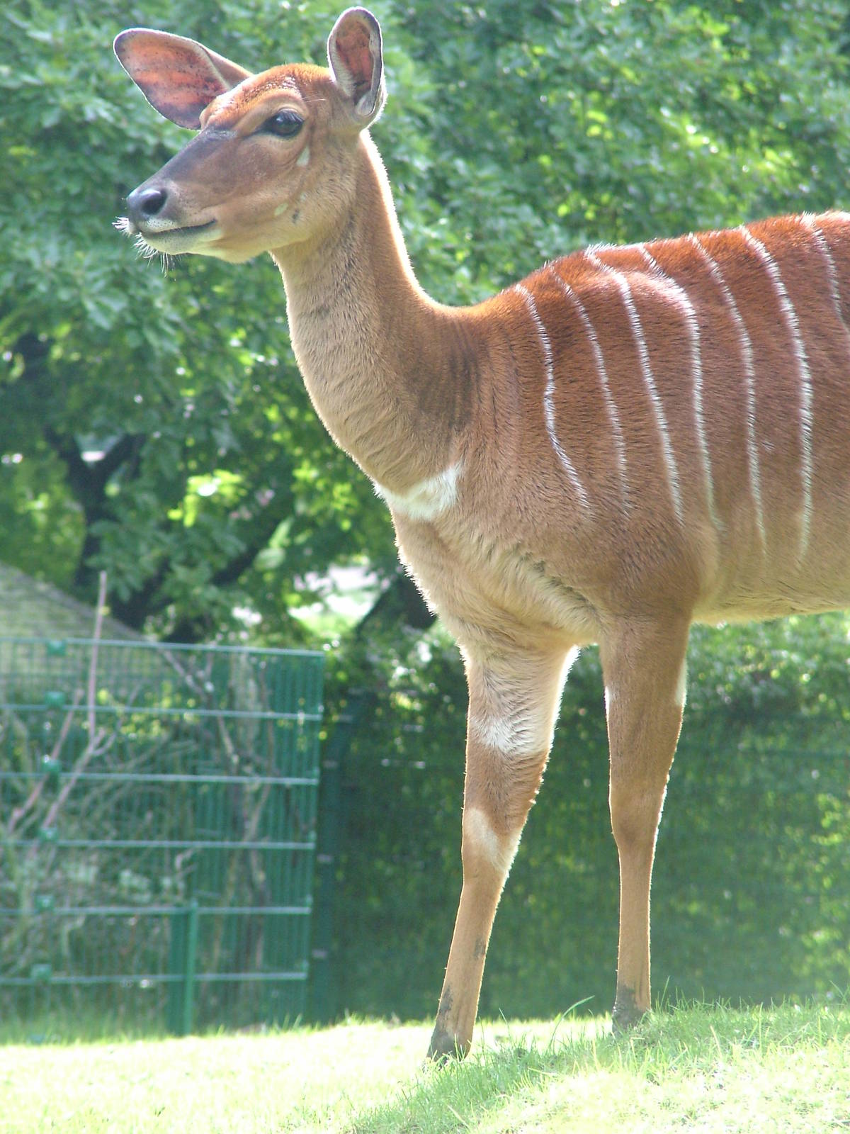 Nyala at Opel-Zoo Kronberg, 30/08/10