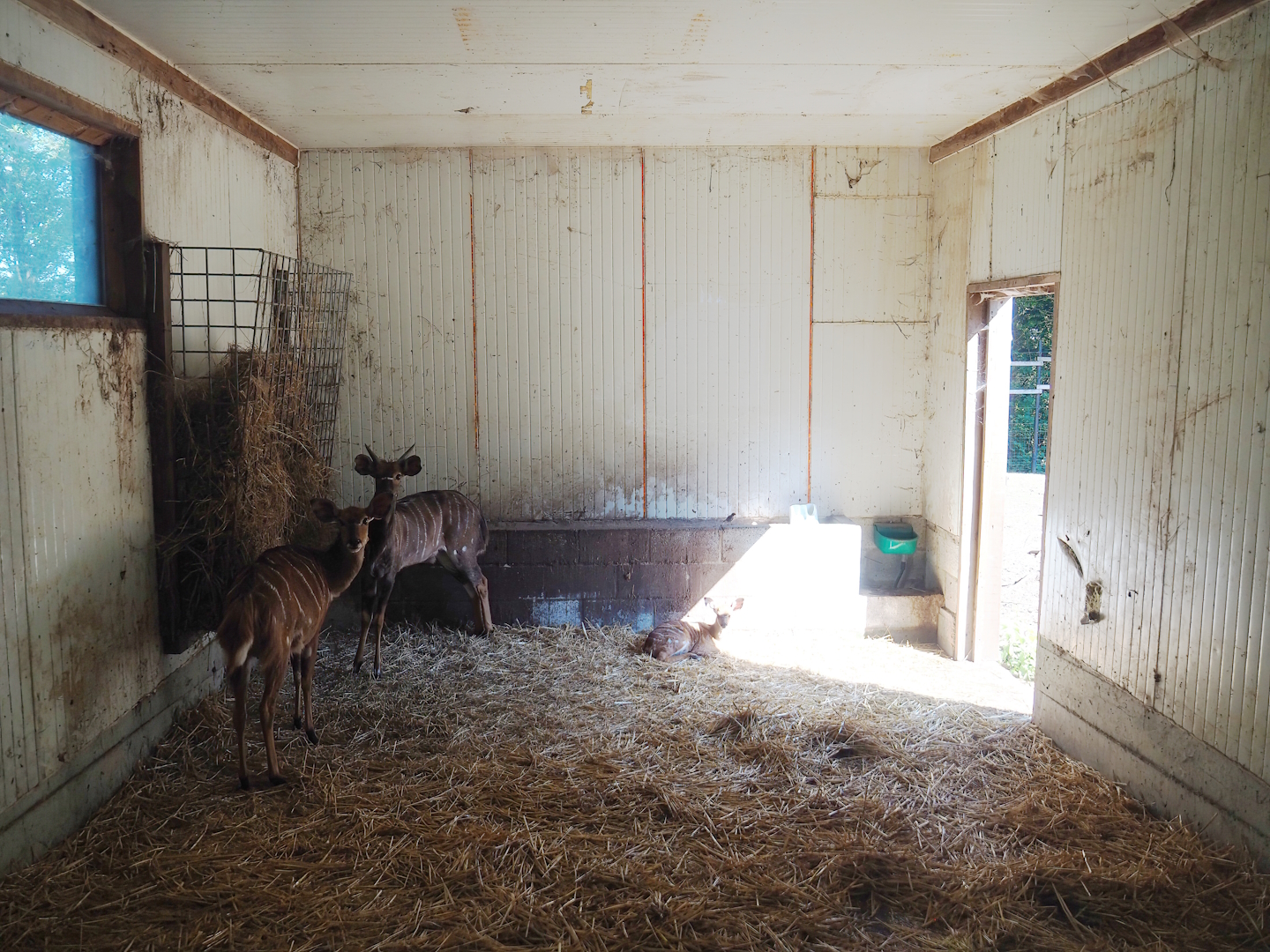 Nyala barn, 2023-06-24