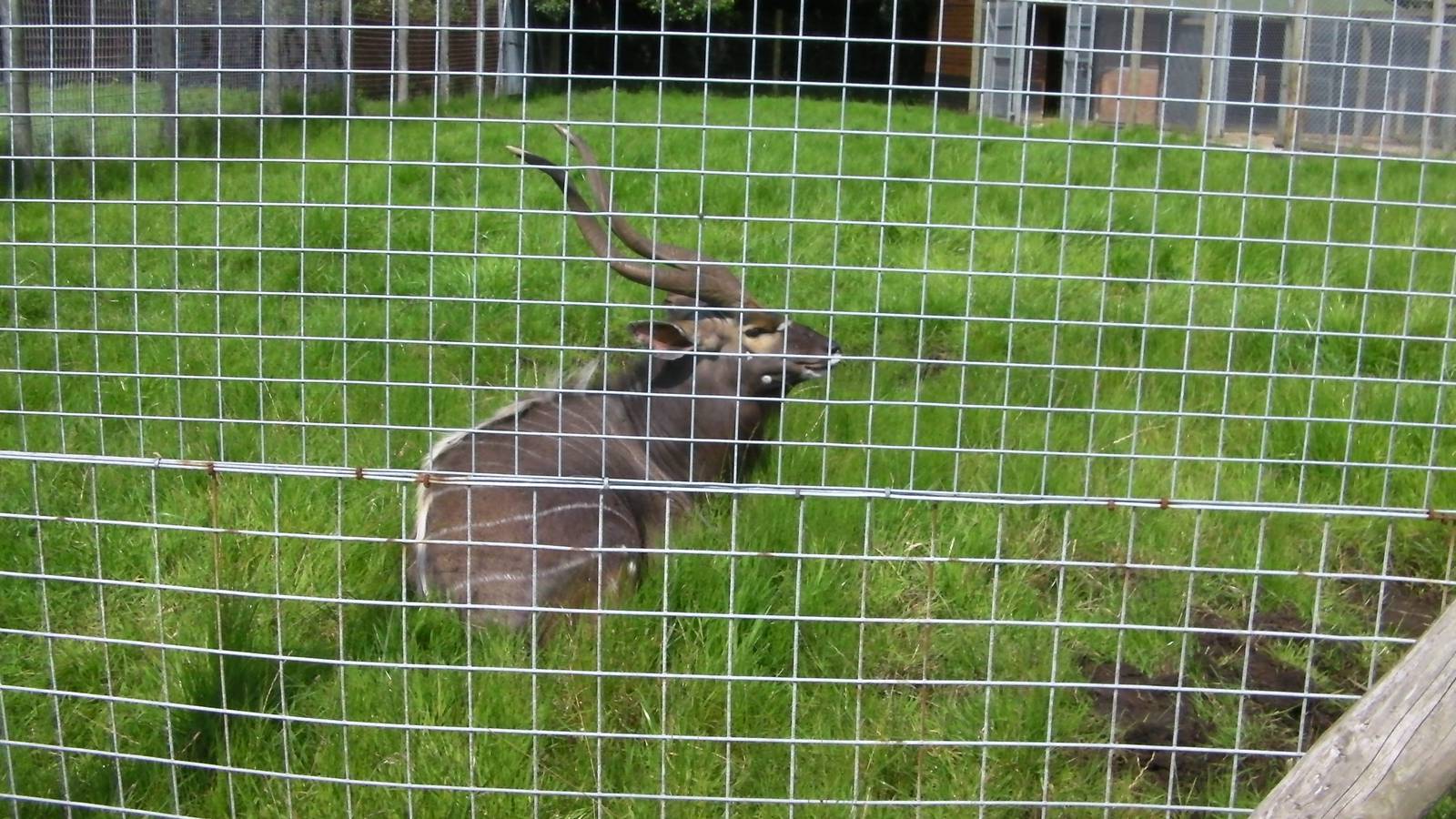 Nyala bull - 31.07.2011