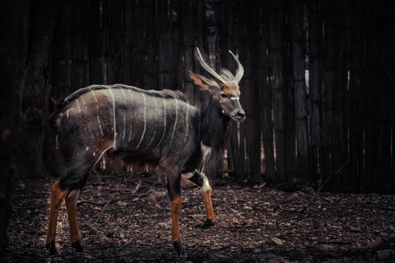 Nyala Bull