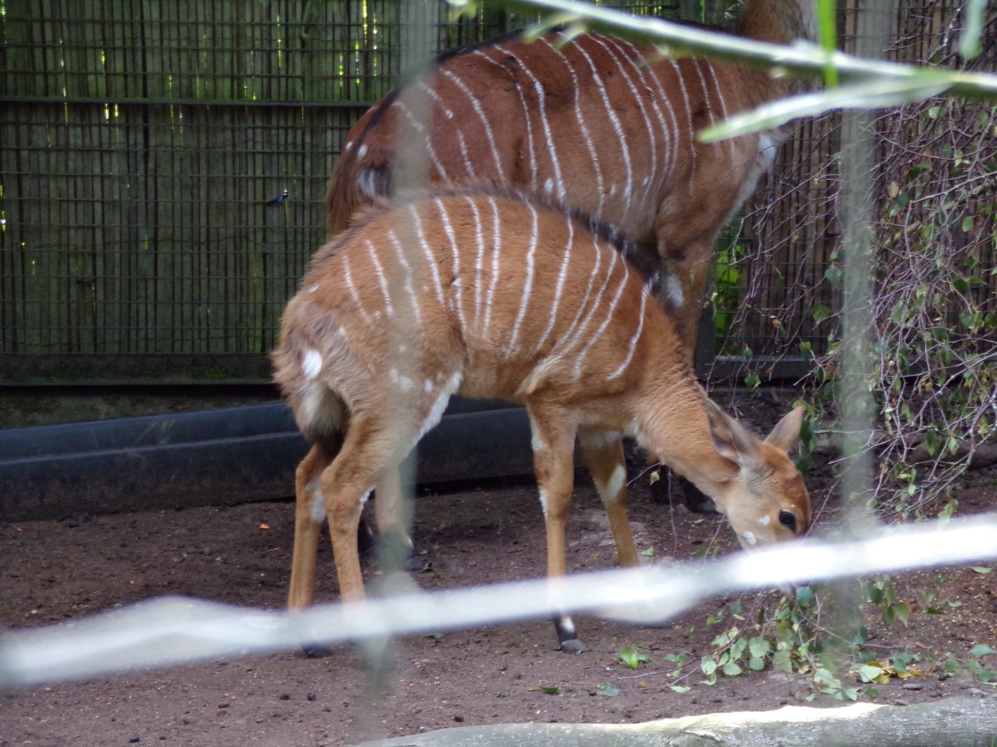 Nyala calf 14.8.23