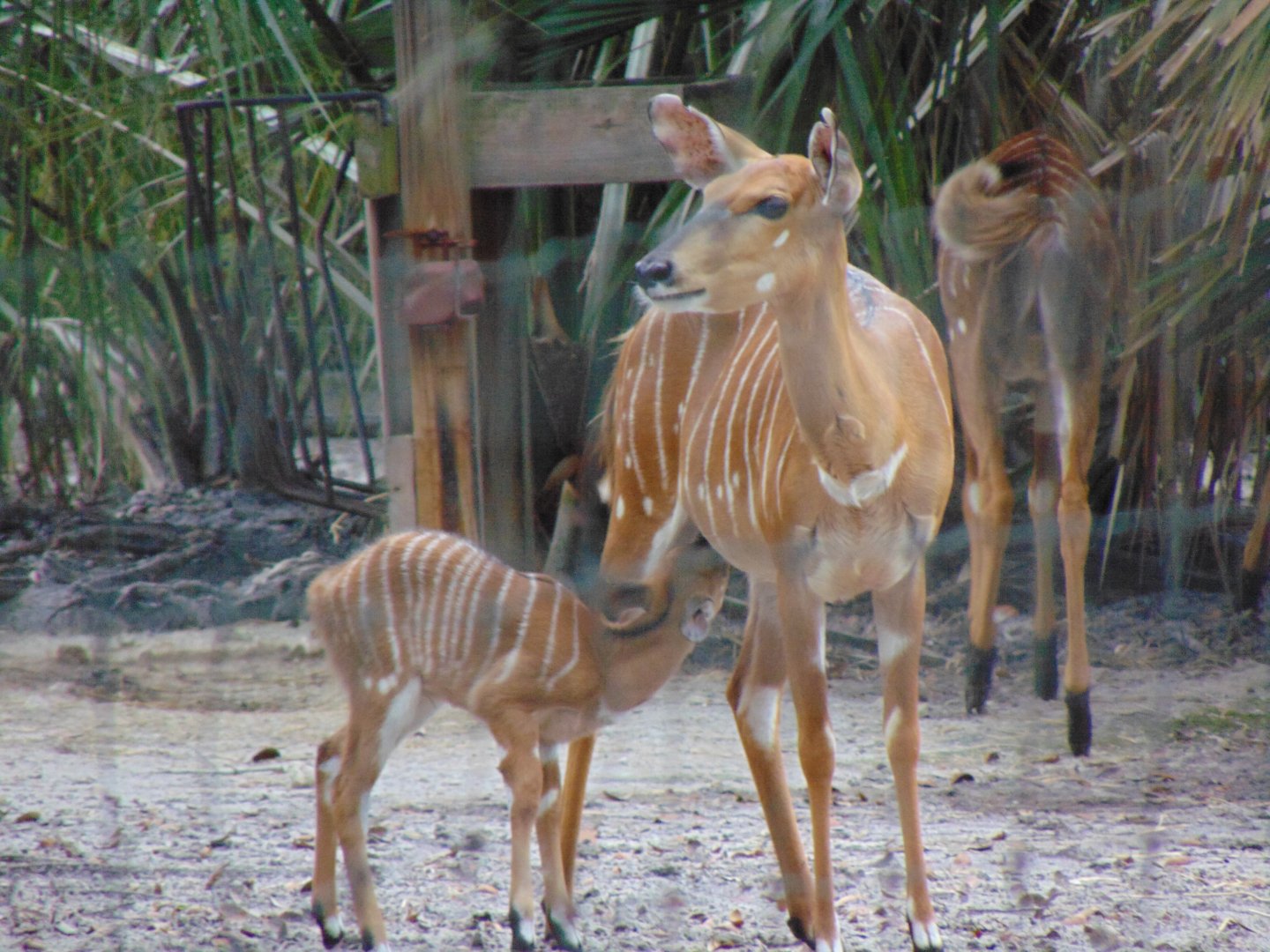 Nyala Calf Nursing