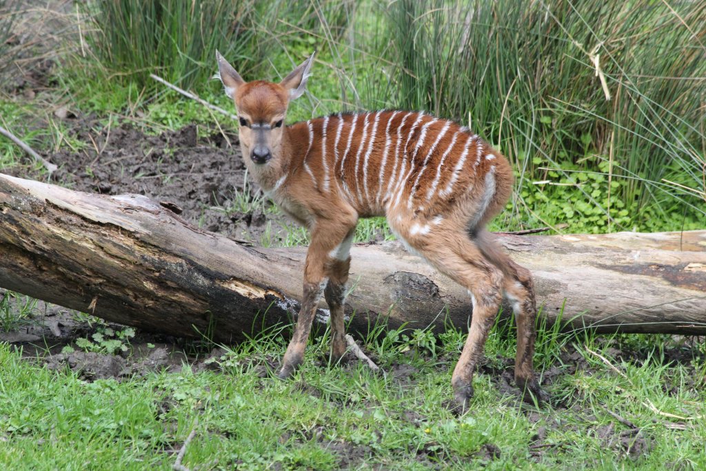 Nyala Calf - only a few hours old