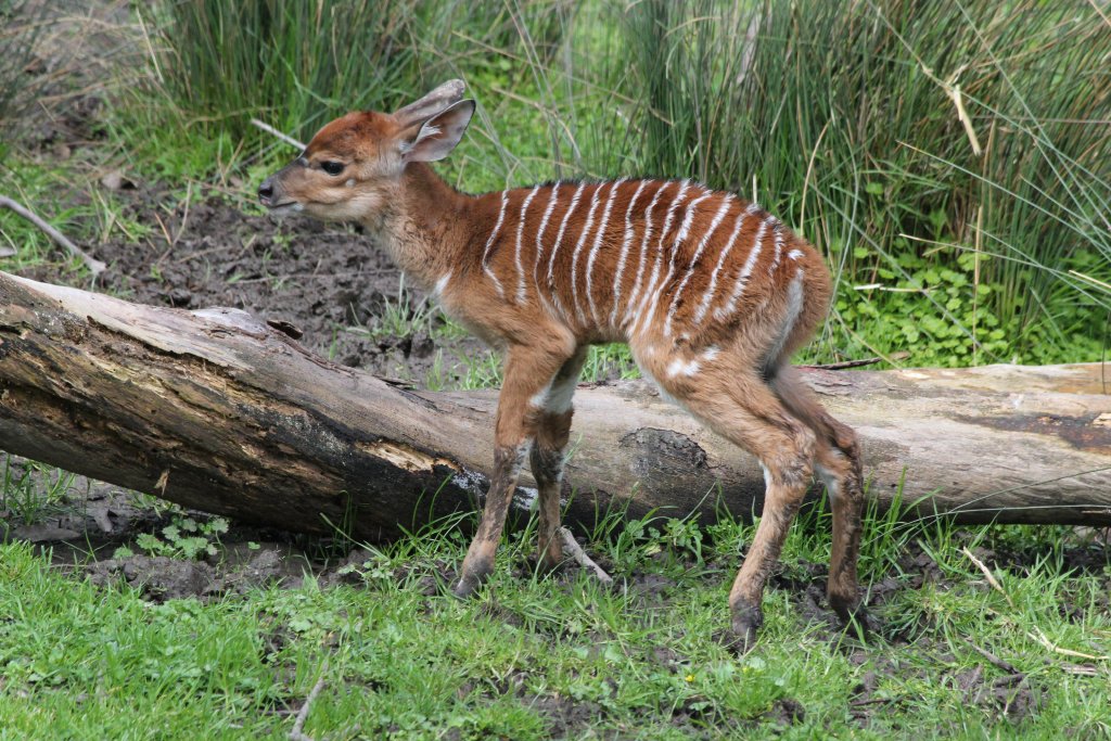 Nyala Calf - only a few hours old