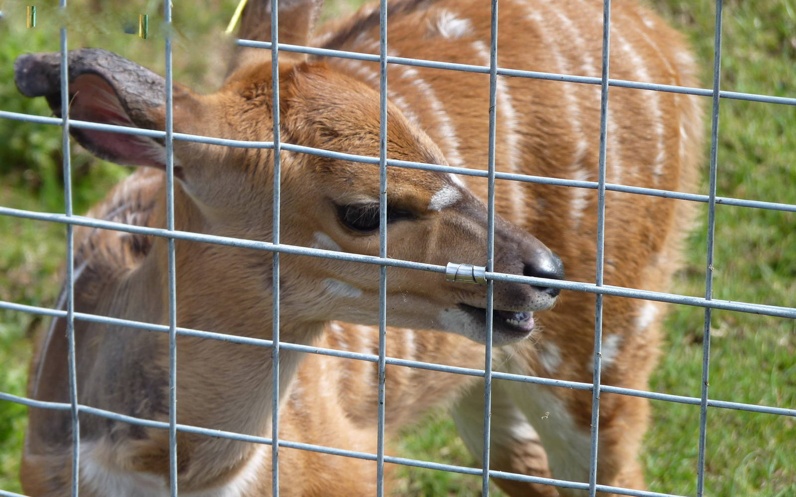 Nyala Calf