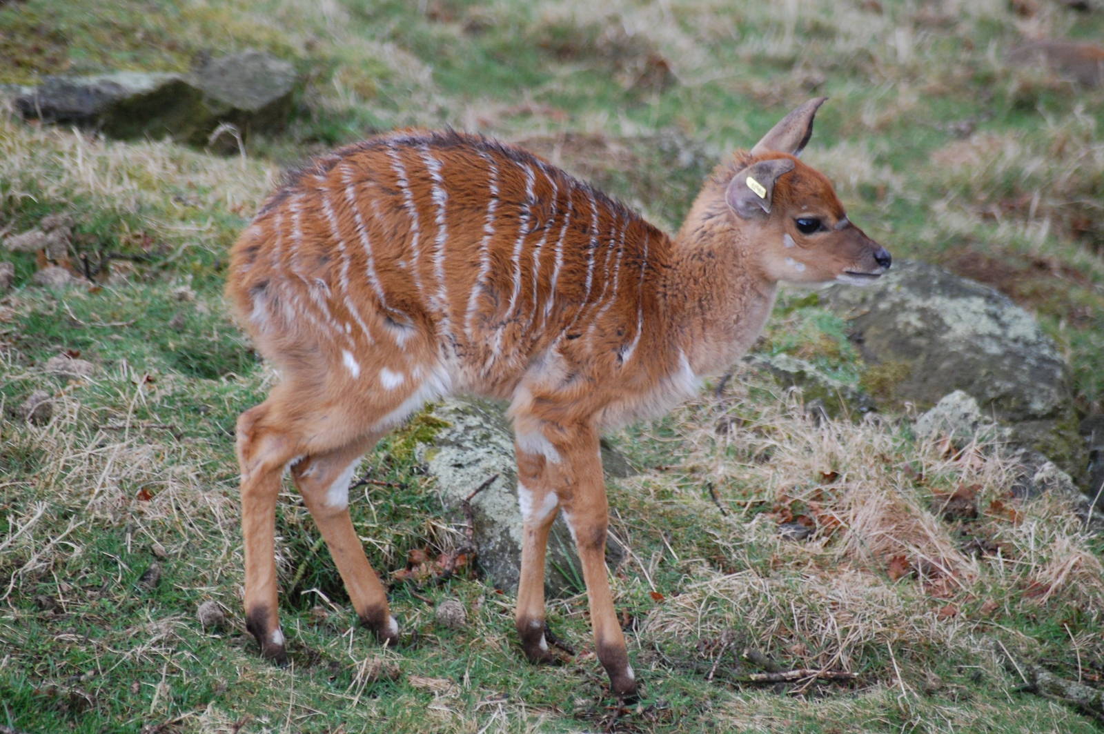 Nyala calf