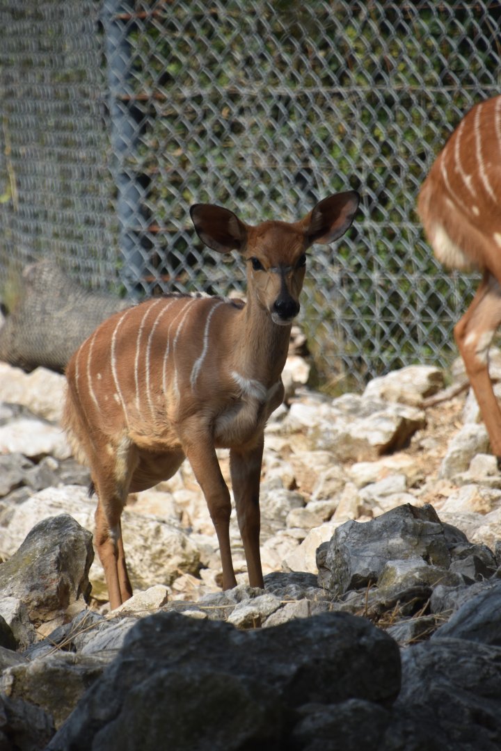 Nyala calf