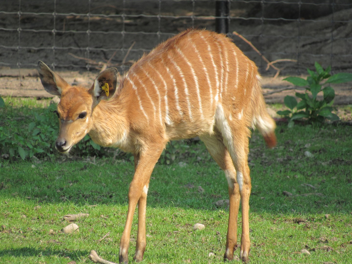 Nyala calf