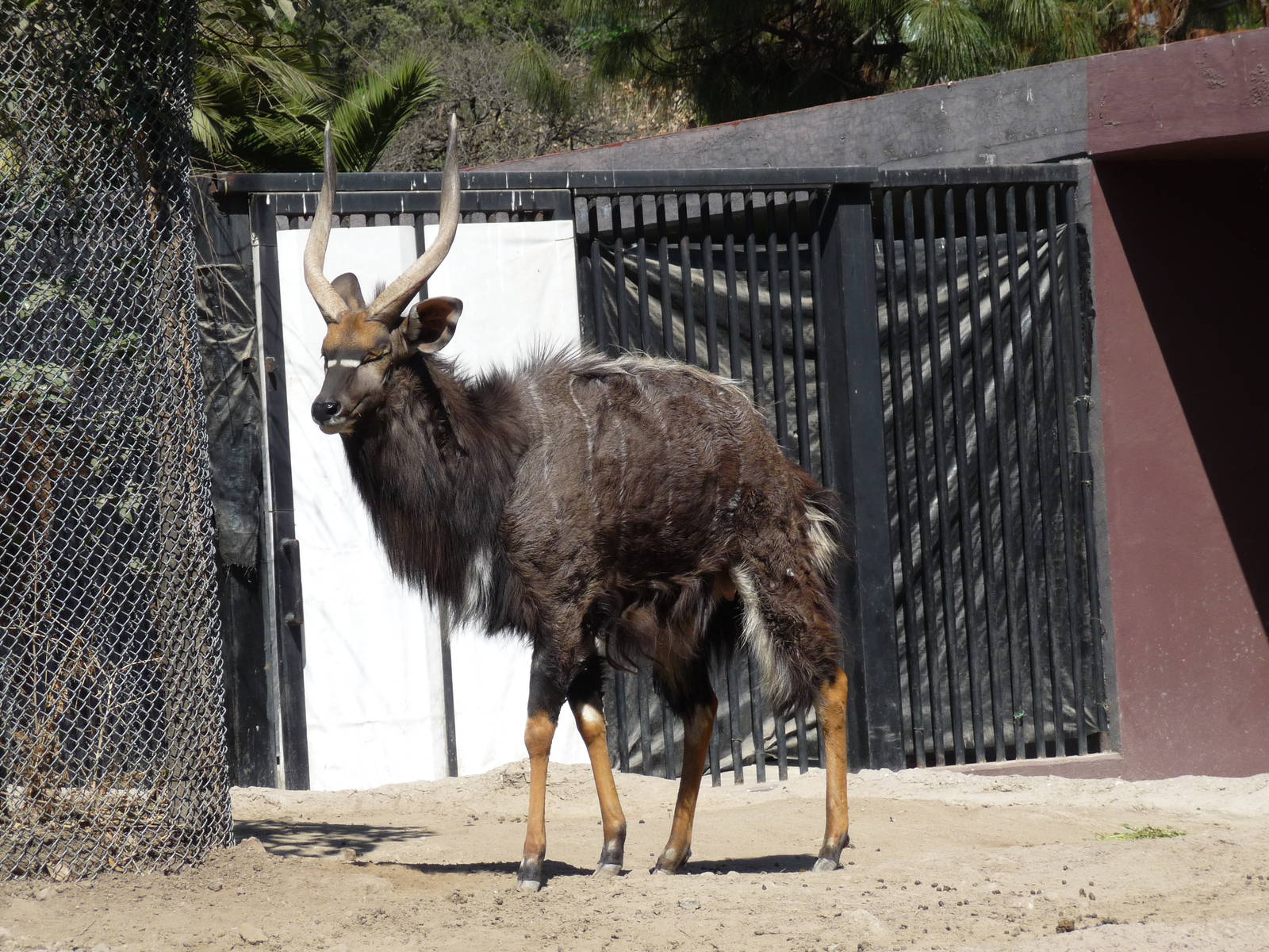 nyala chapultepec zoo
