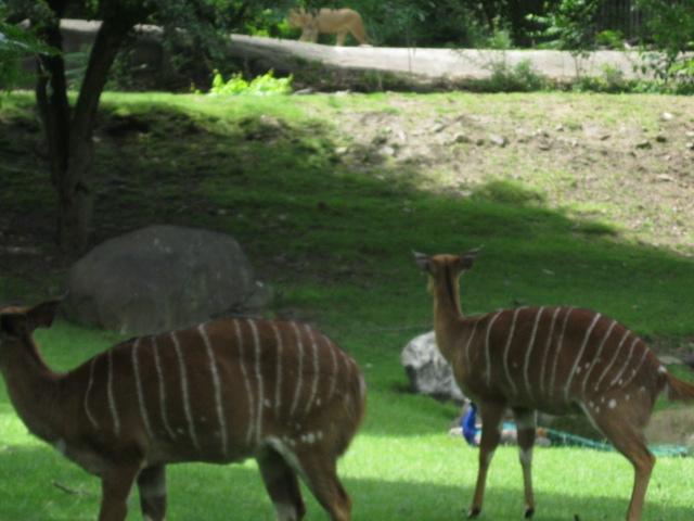 Nyala Checking out Lion