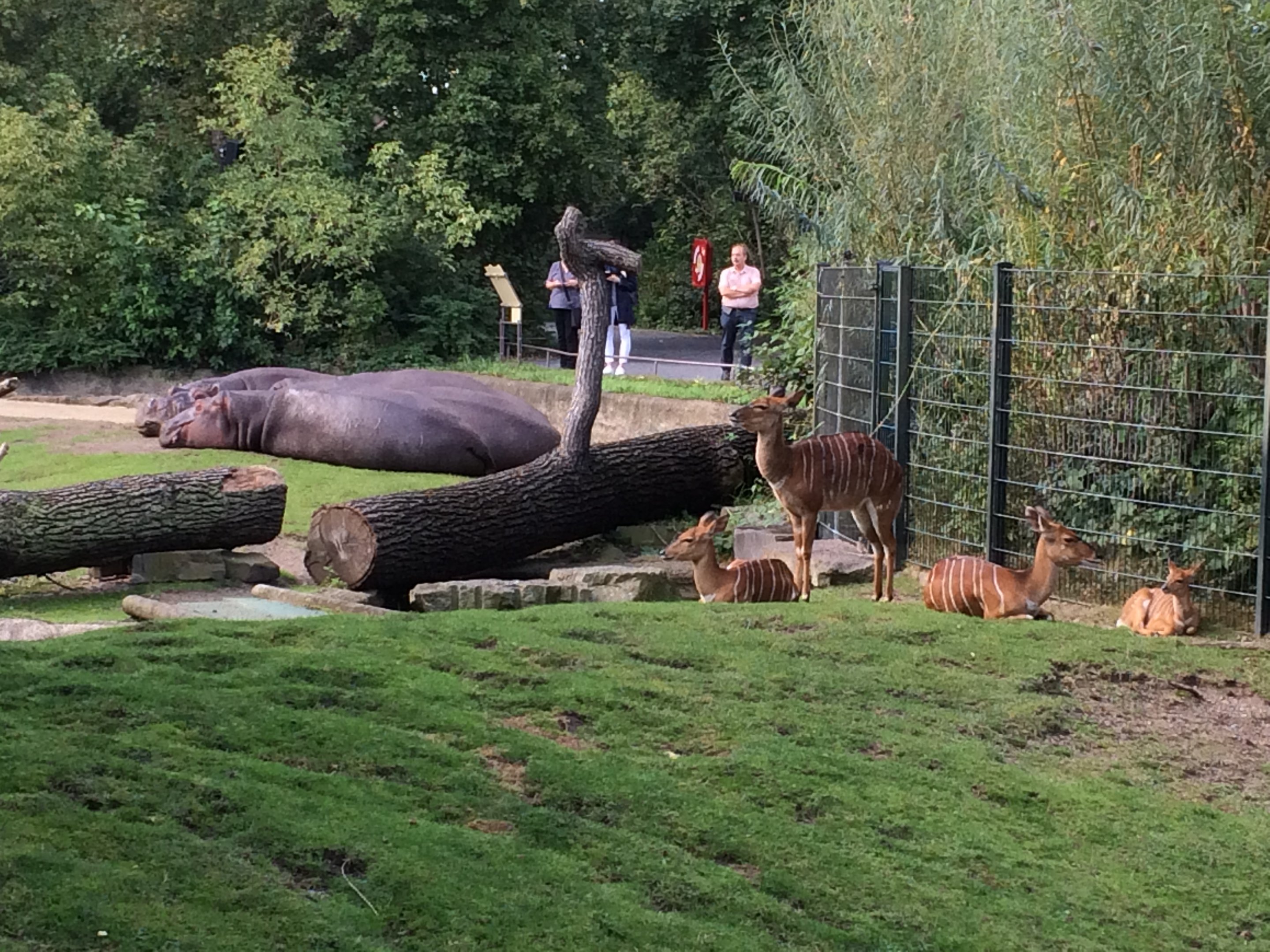 Nyala & common hippo