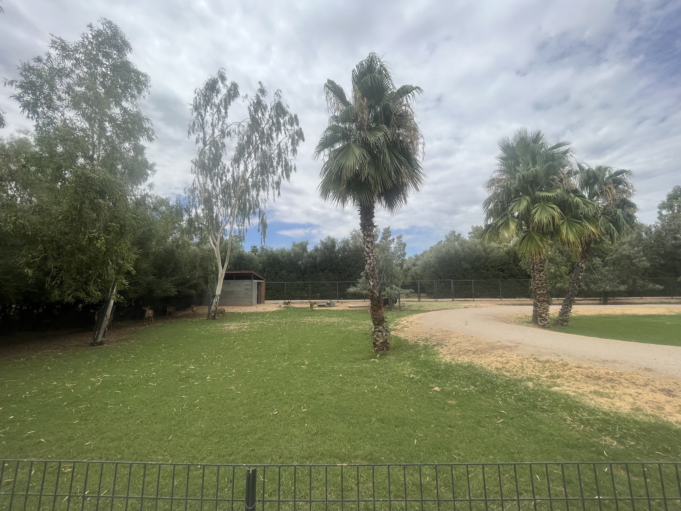 Nyala/East African Crowned Crane Exhibit