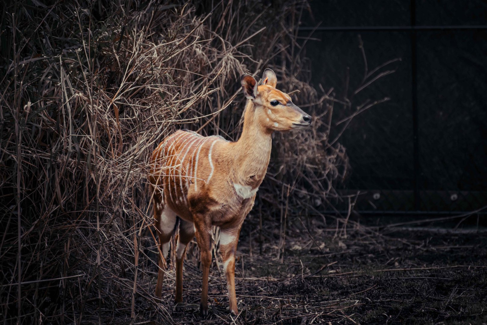 Nyala emerging from the grass