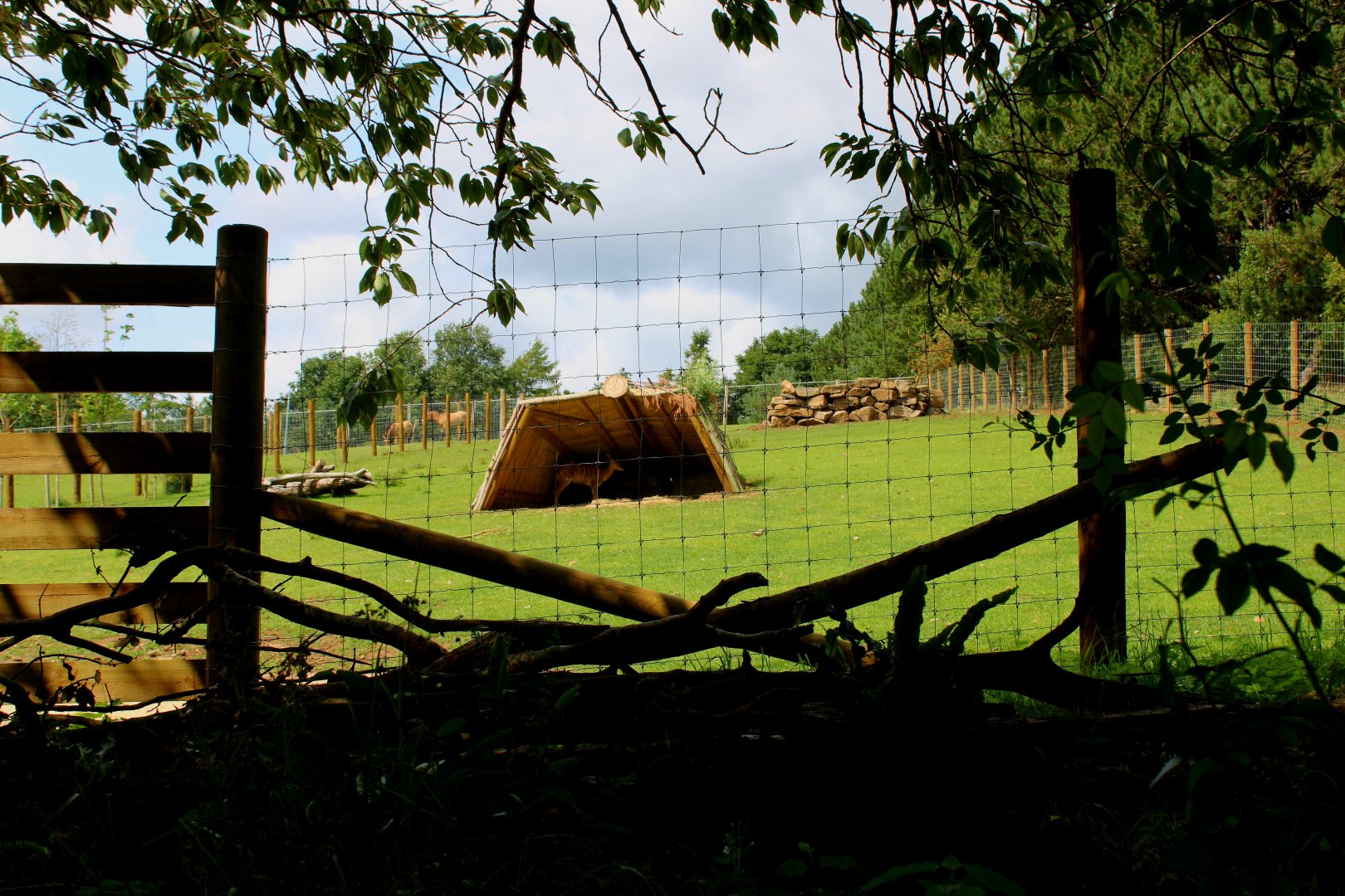 Nyala Enclosure - 26/07/25