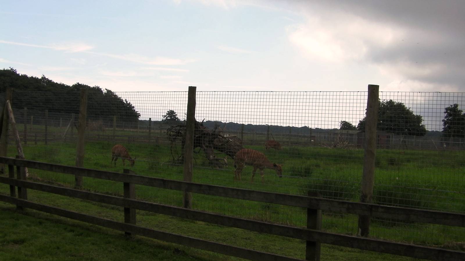 Nyala Enclosure - 27.07.2011