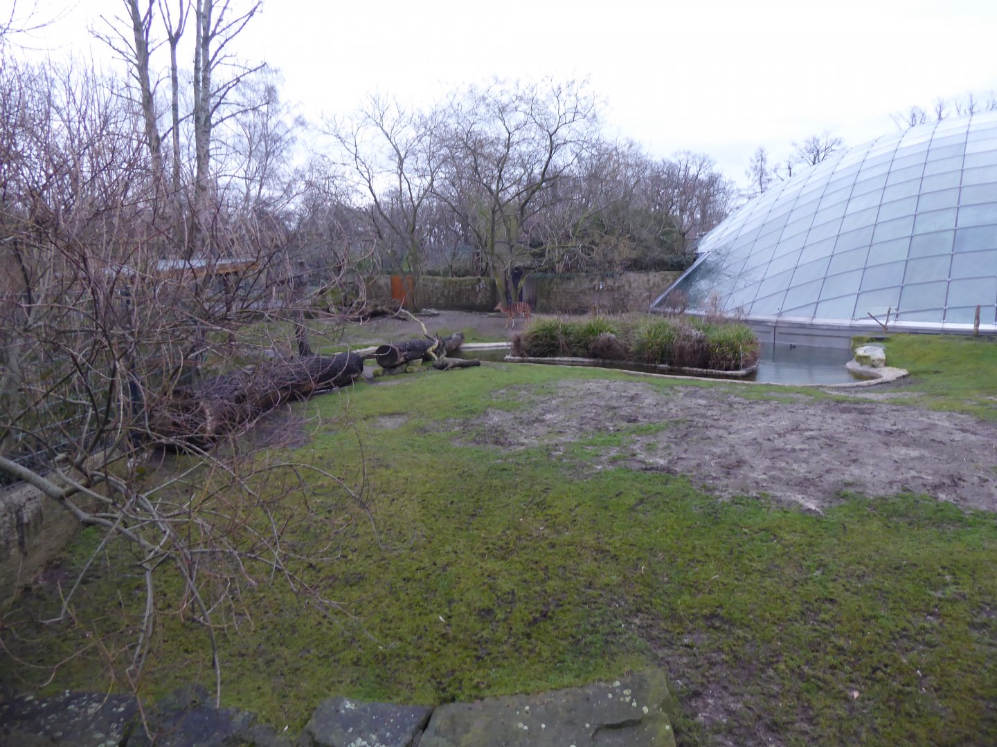 Nyala enclosure behind Hippopotamus exhibit 290118