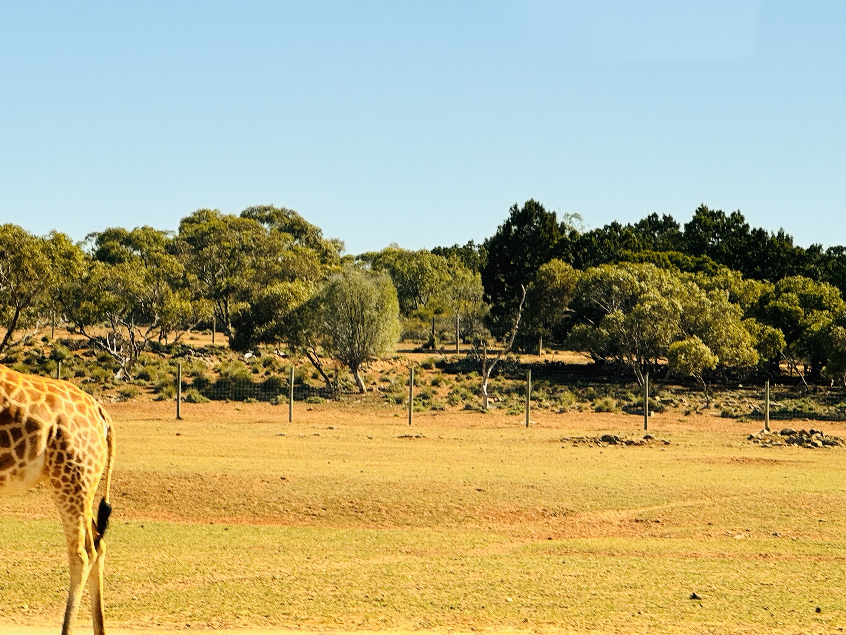 Nyala enclosure (from within giraffe enclosure)