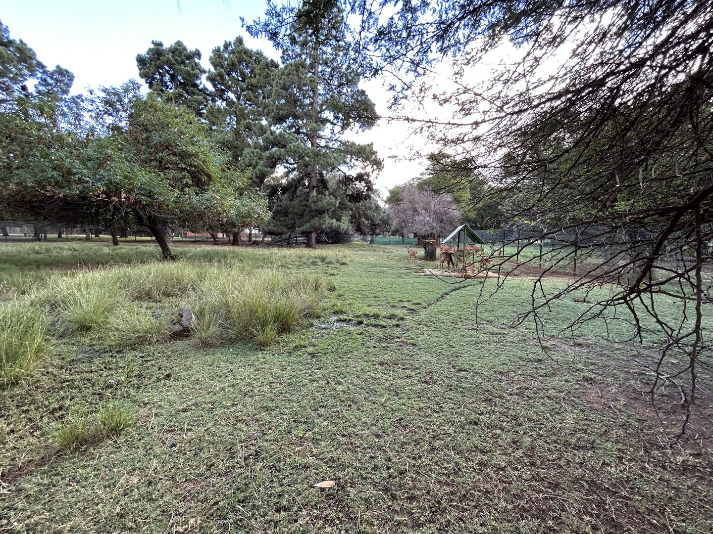 Nyala Enclosure (Tragelaphus angasii)