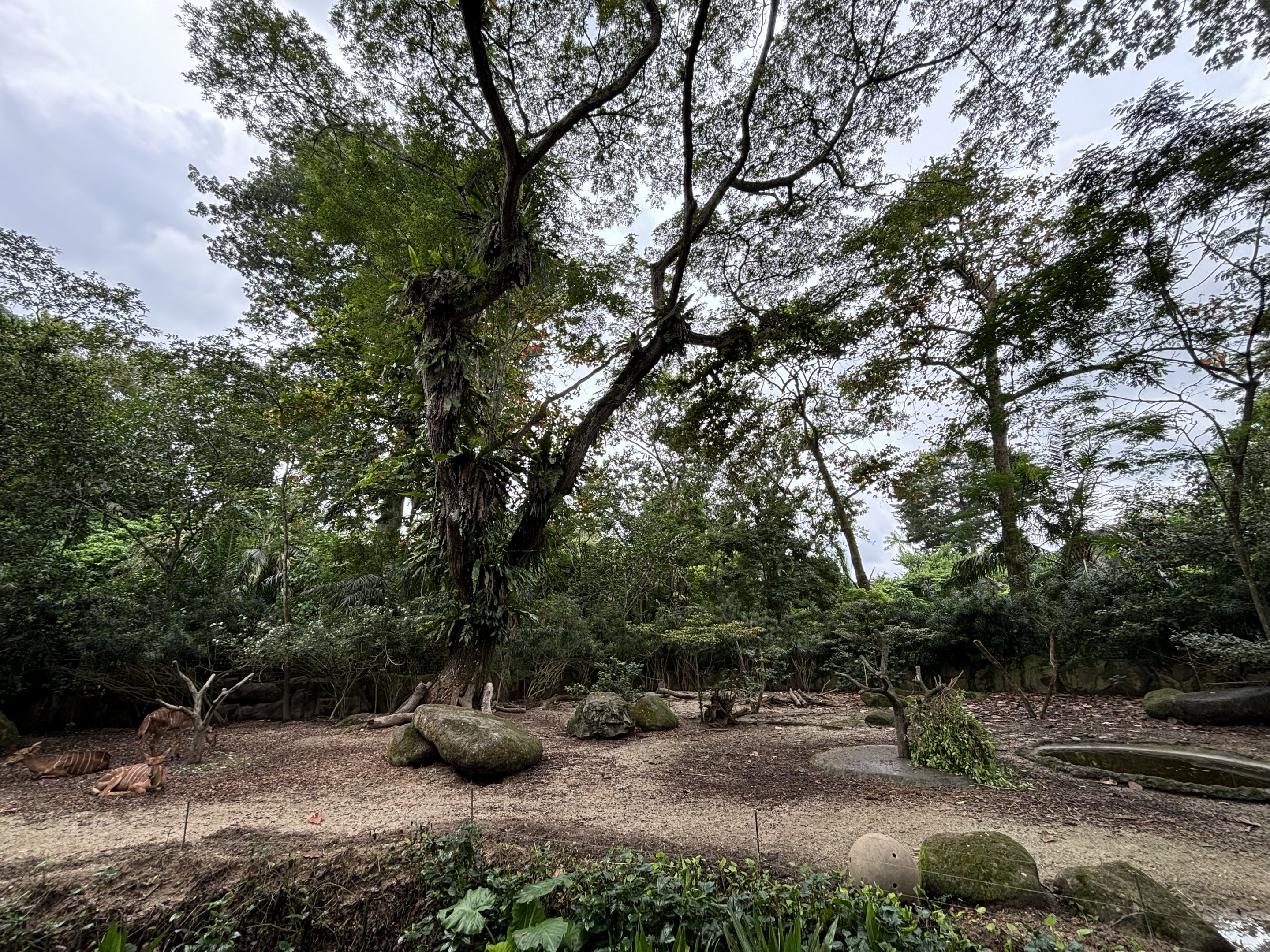 Nyala Exhibit (signed as Red River Hogs)