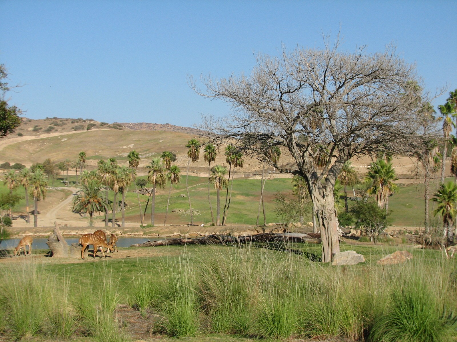 Nyala Exhibit