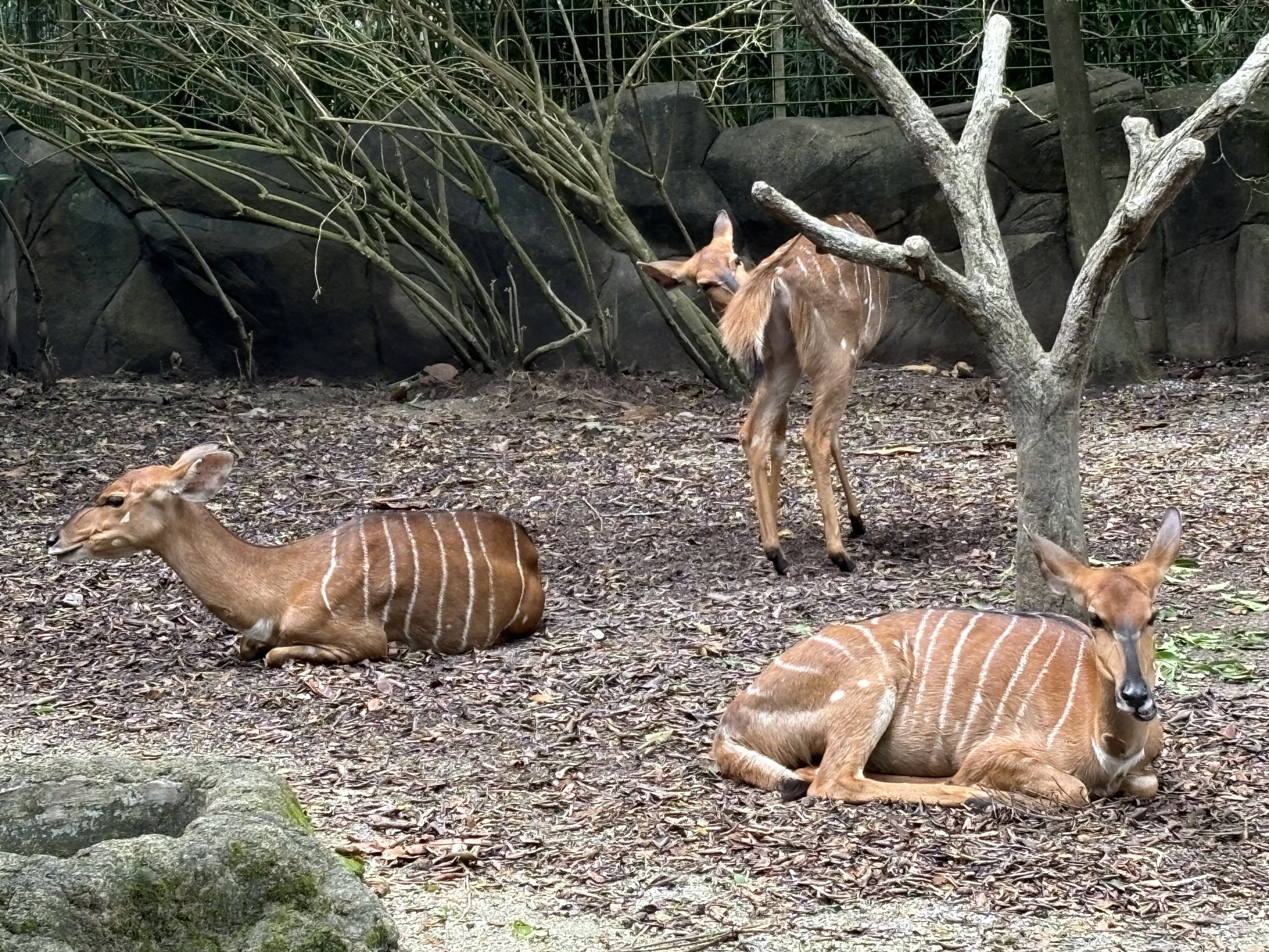 Nyala Exhibit