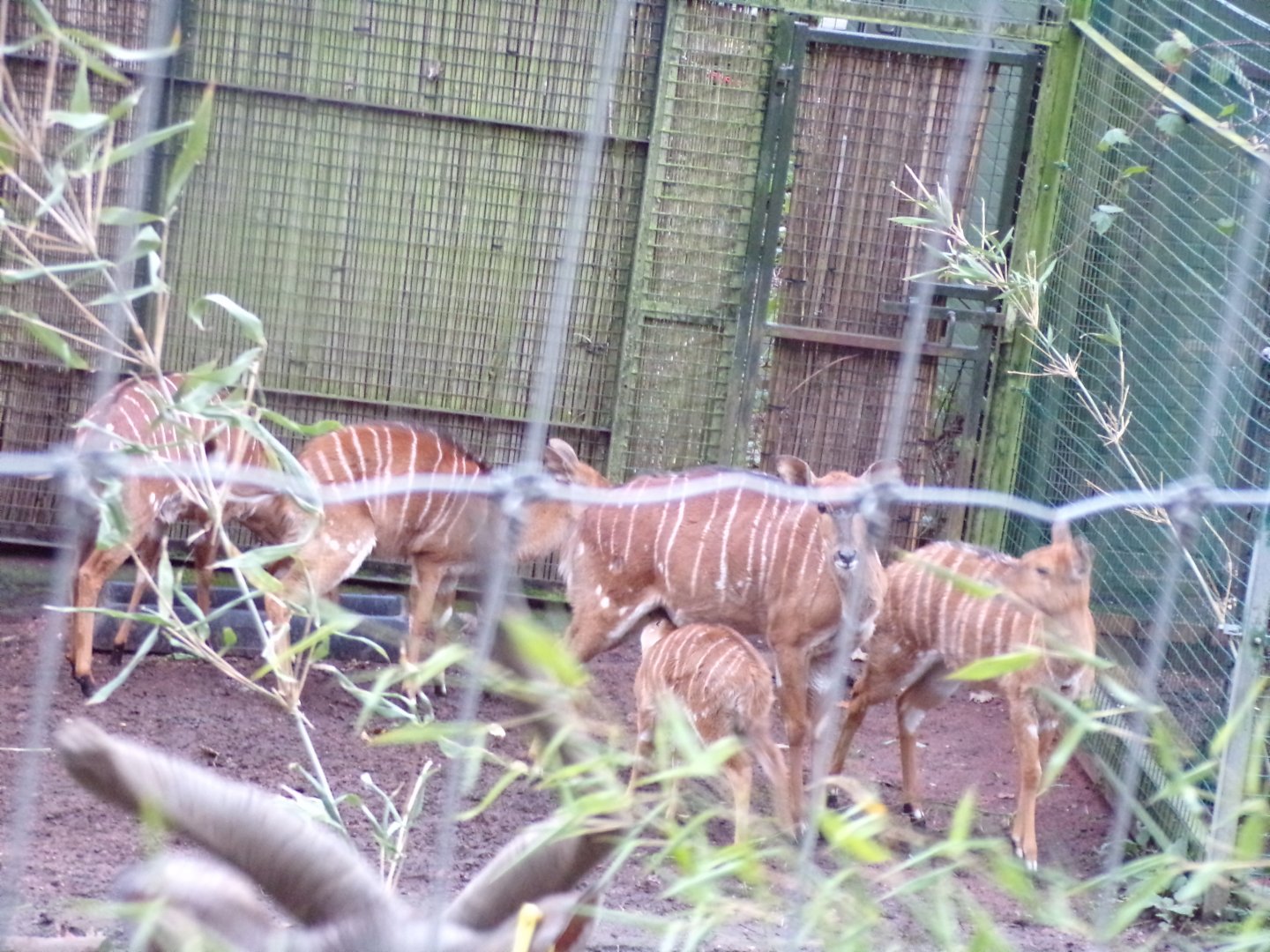 Nyala family 19.11.23