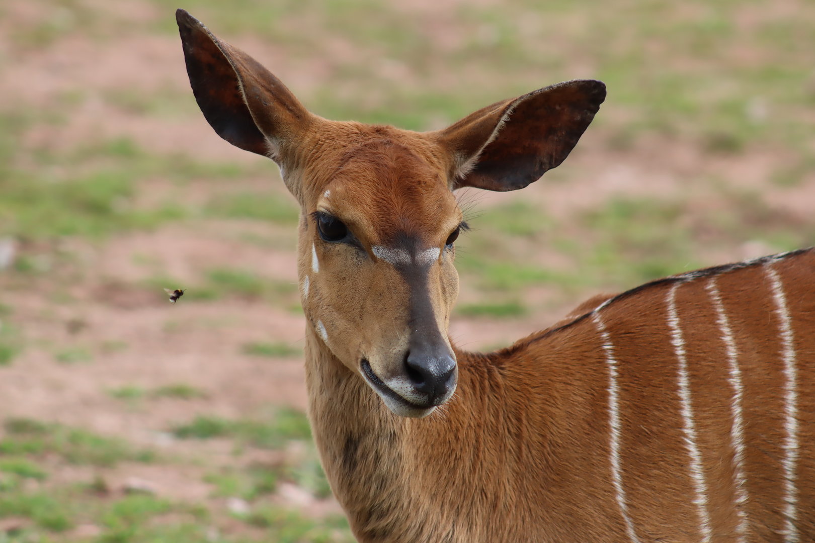 Nyala, Female