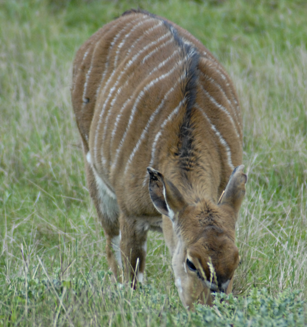 Nyala Grazing