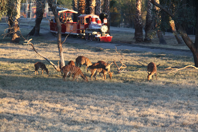 nyala herd and train