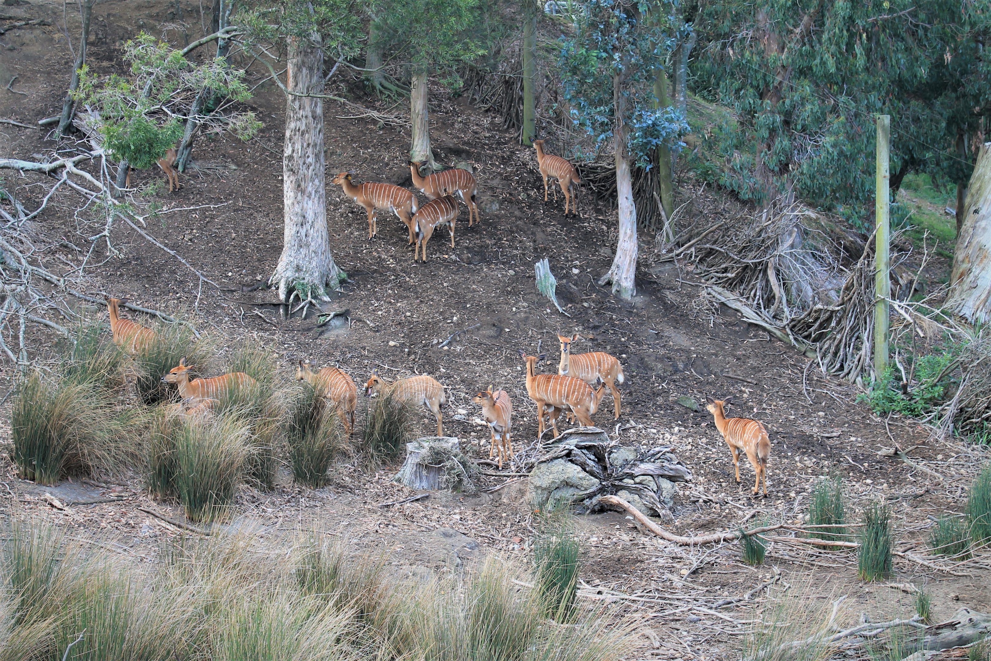 Nyala herd