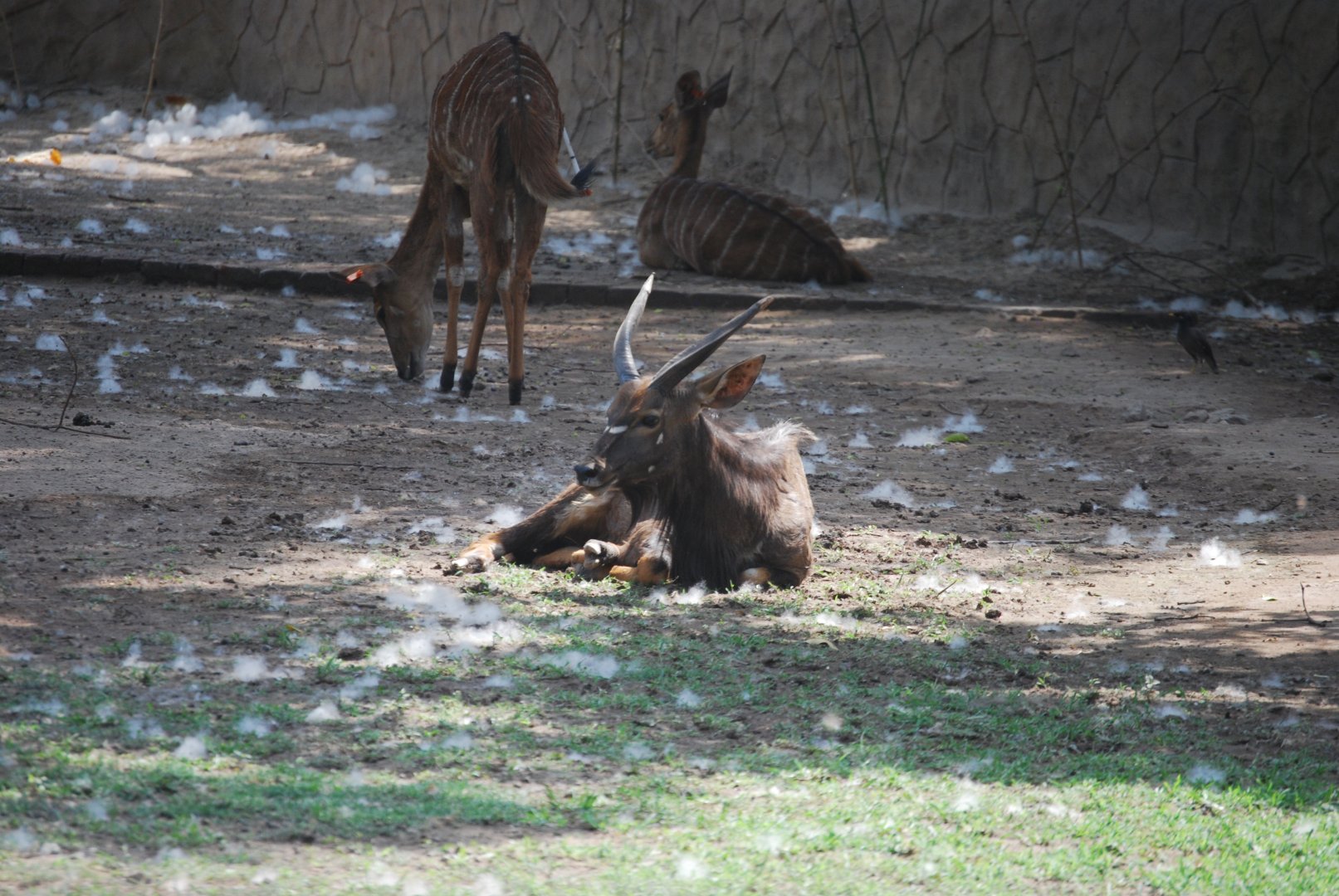 Nyala -  Lahore zoo 26/4/2025