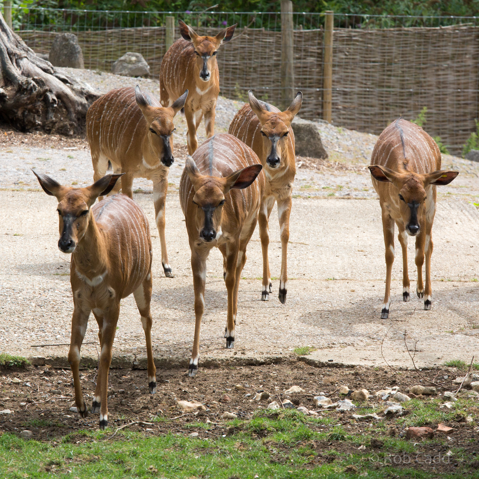 Nyala : Marwell : 08 Aug 2014