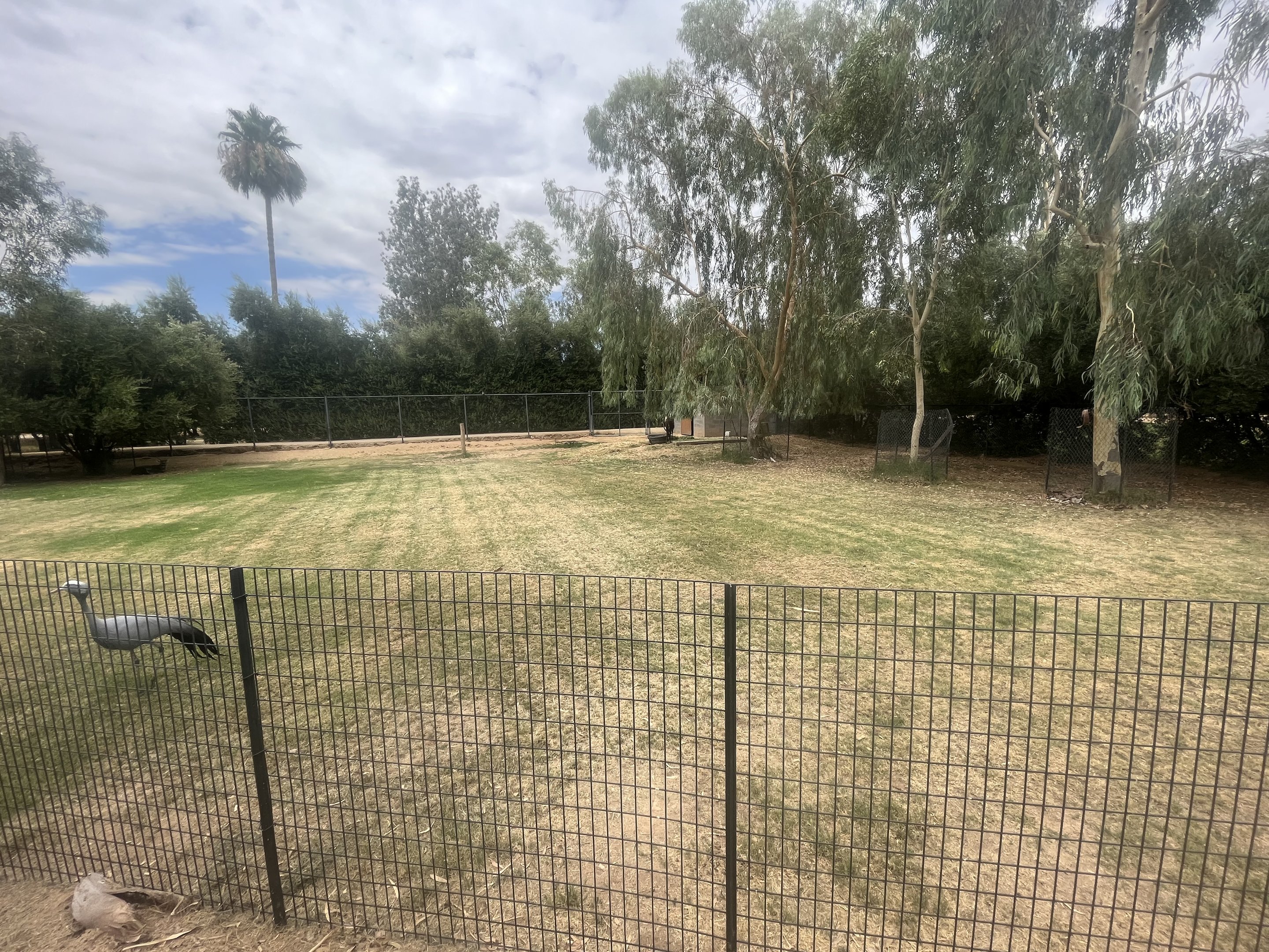 Nyala/Nene/Blue Crane Exhibit
