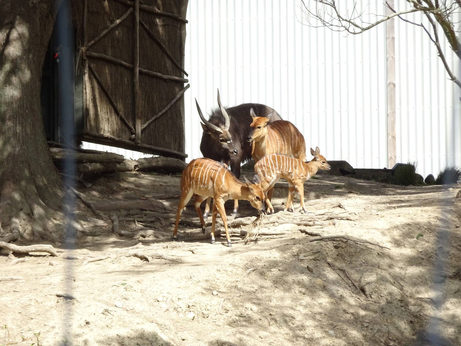 Nyala, November 2015