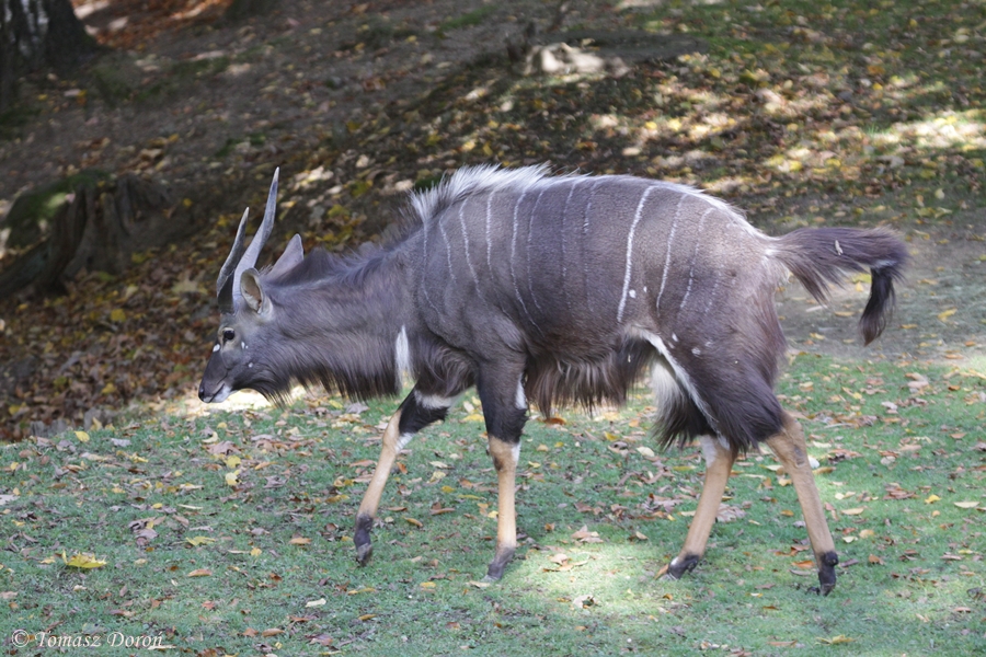 Nyala (Nyala angasii) - male