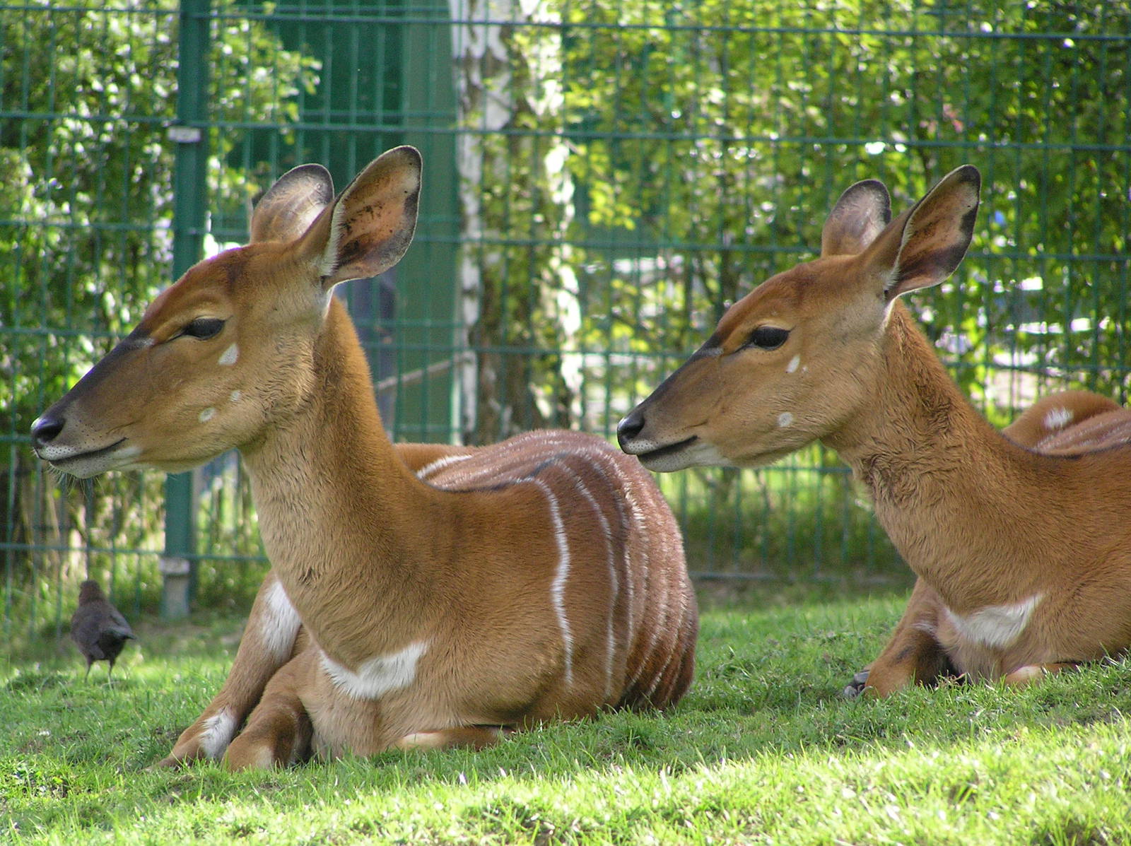 Nyala - Opel zoo 2006