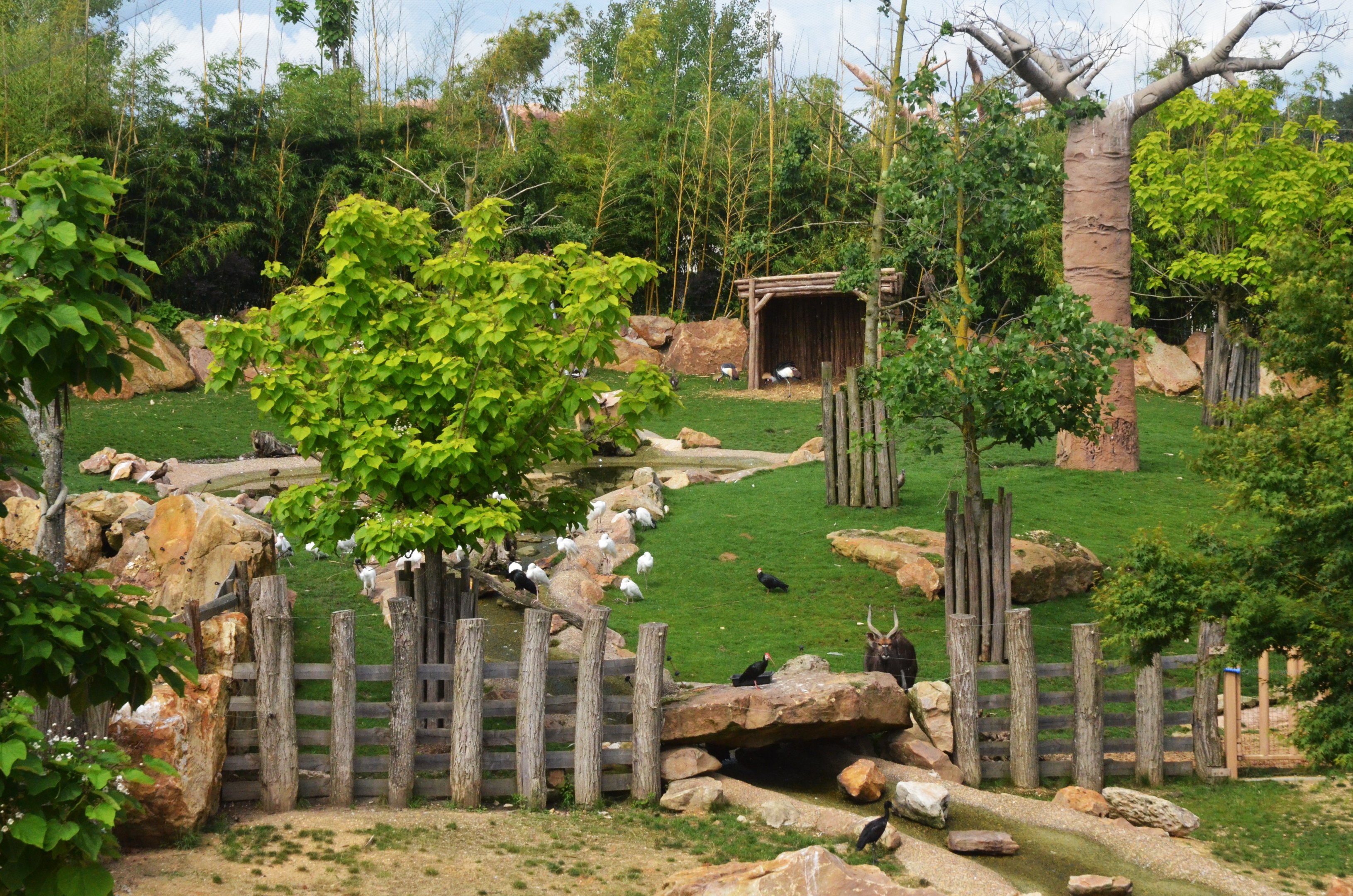 Nyala Paddock in the Hippo Enclosure at Beauval, 12/06/18