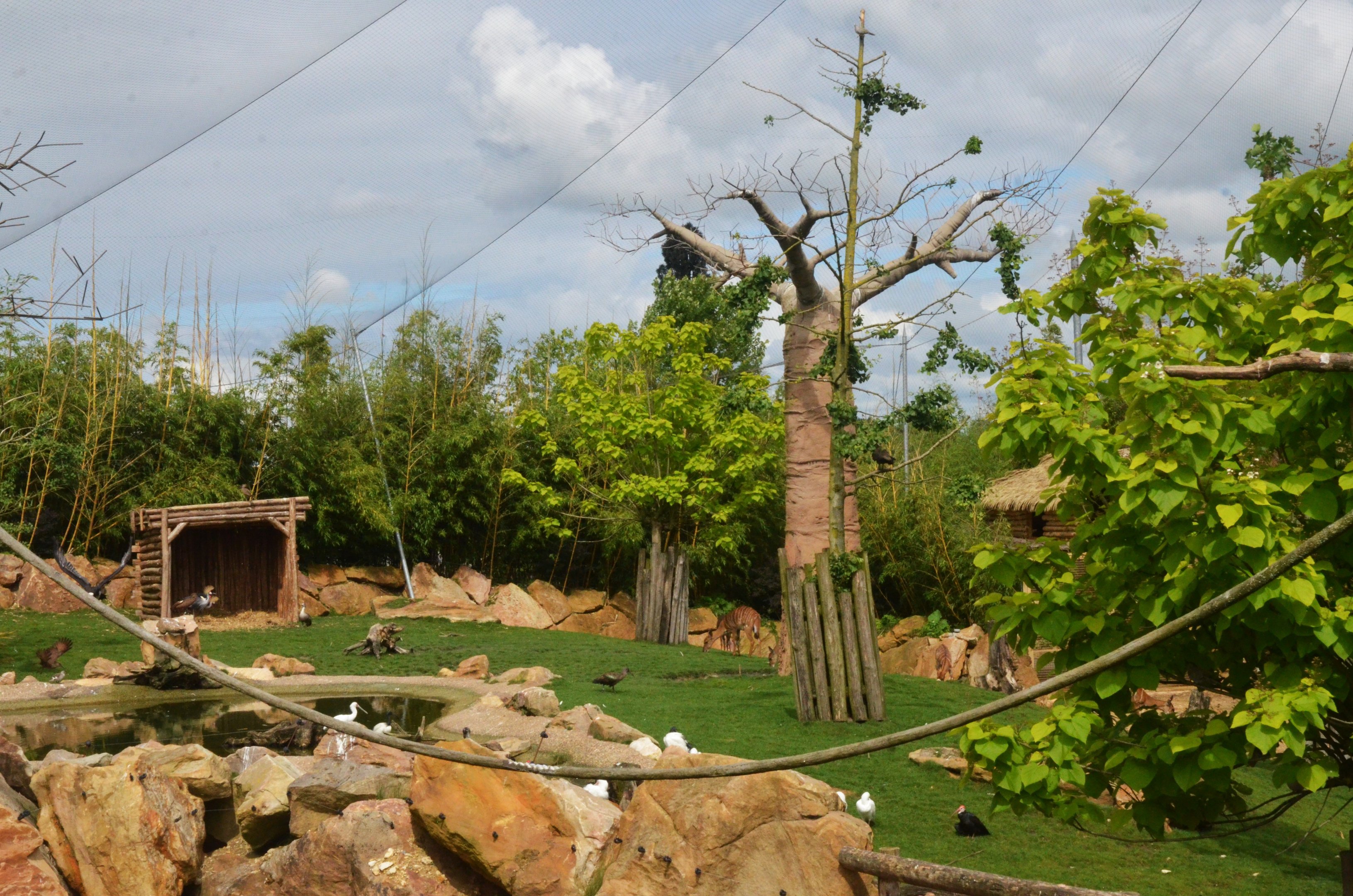 Nyala Paddock in the Hippo Enclosure at Beauval, 12/06/18