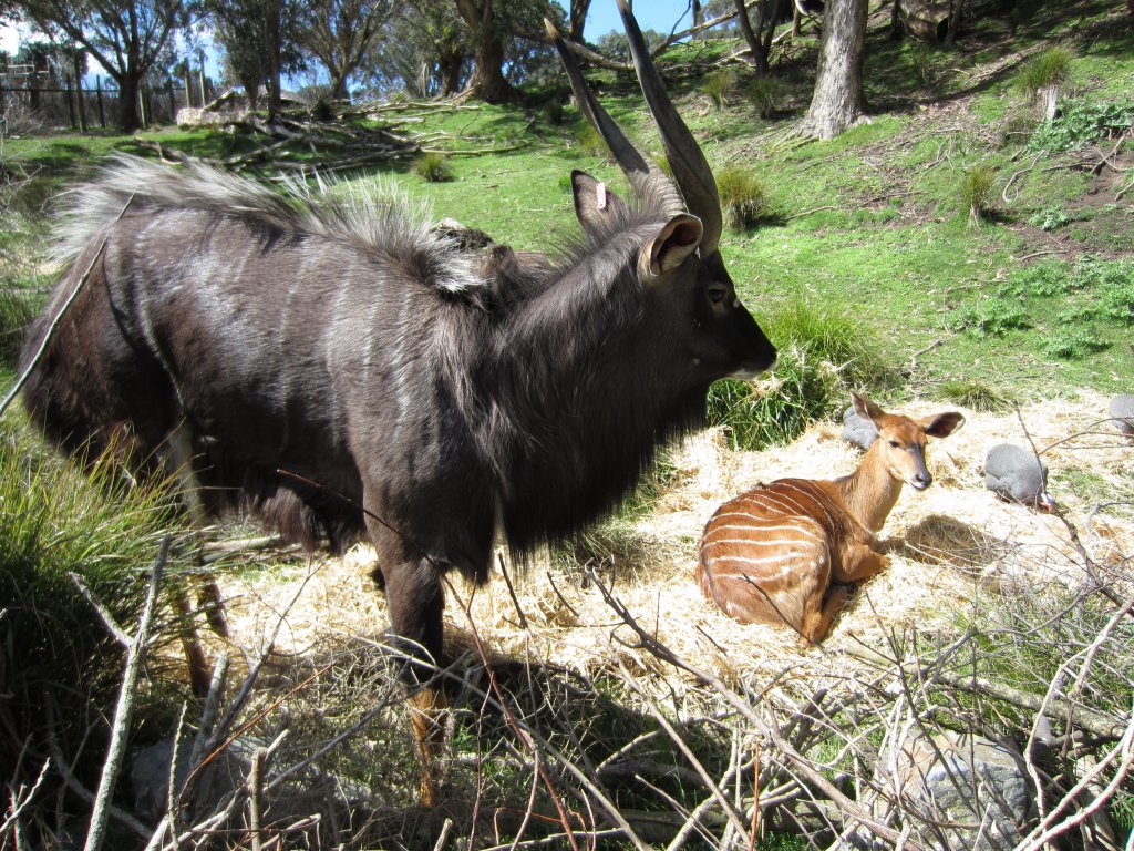Nyala pair