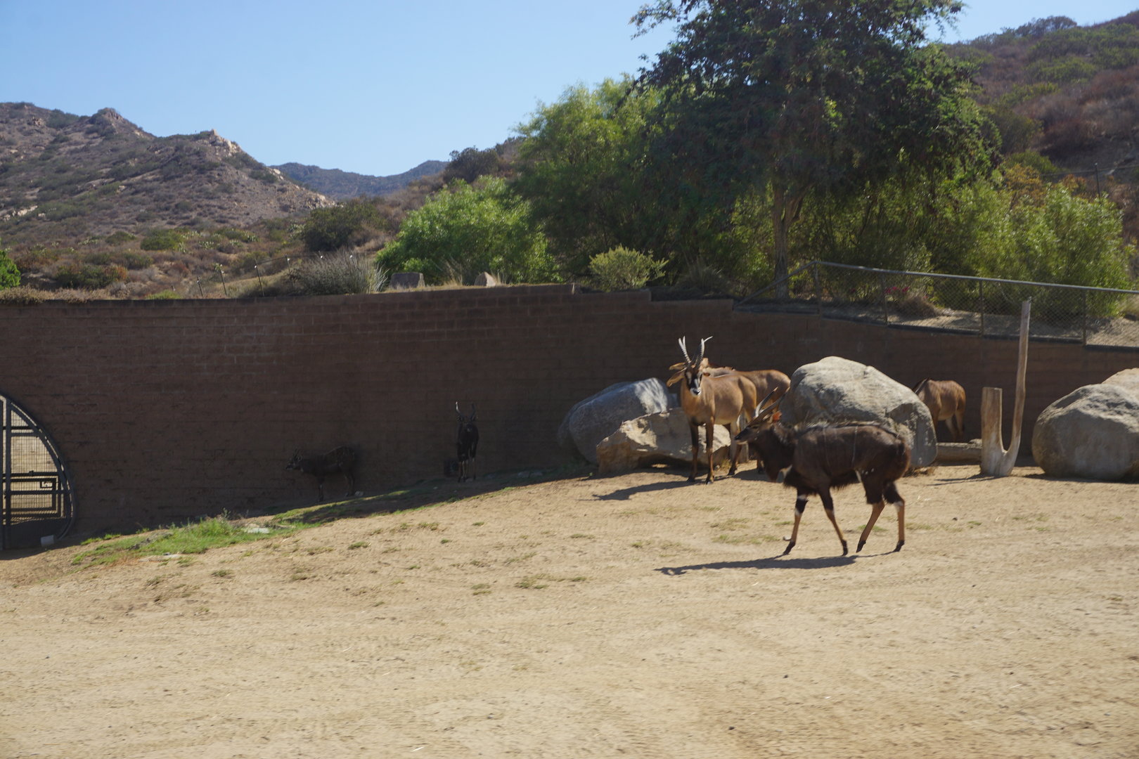 Nyala, Roan Antelope, Sitatunga