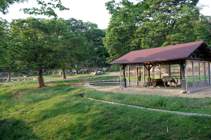 Nyala,Scimitar-Horned Oryx exhibit