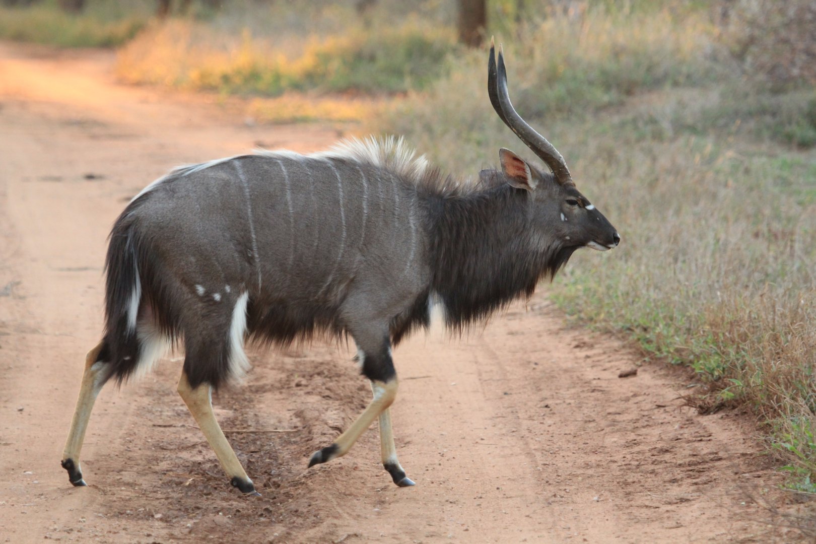 Nyala (September 2012)