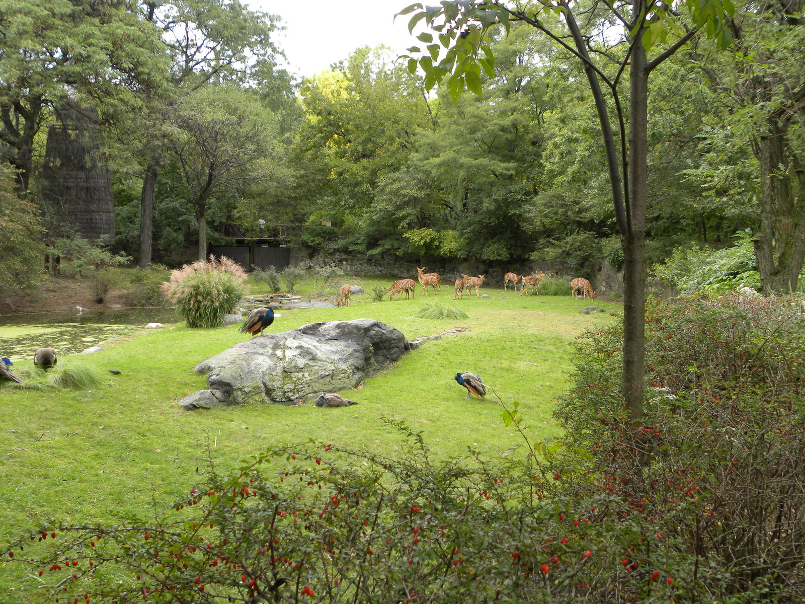 Nyala/Stork Exhibit